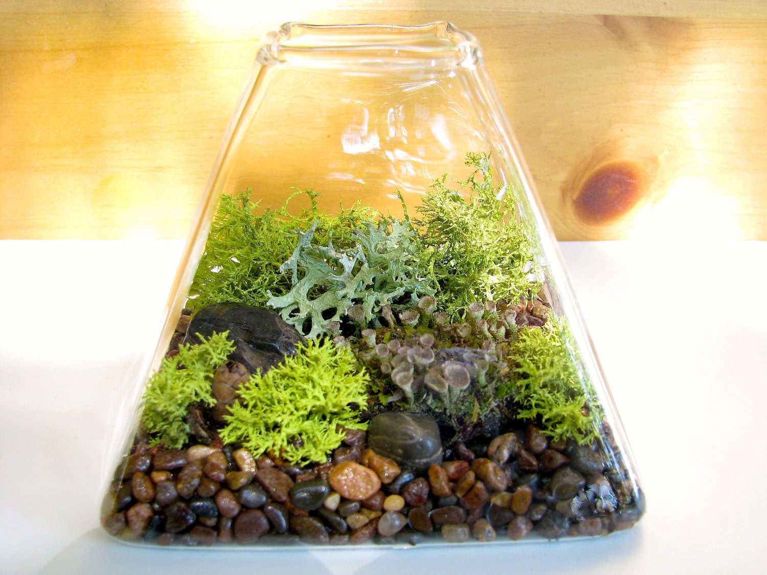 Modern Pyramid  Lichen Moss Terrarium