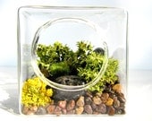 Modern Cube Rare Brown-Eyed Wolf Lichen Terrarium