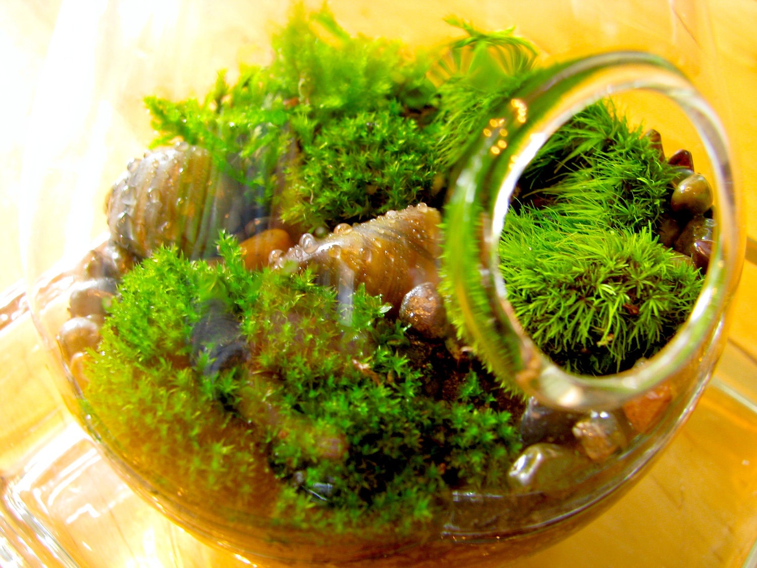Hanging Glass Living Moss Terrarium