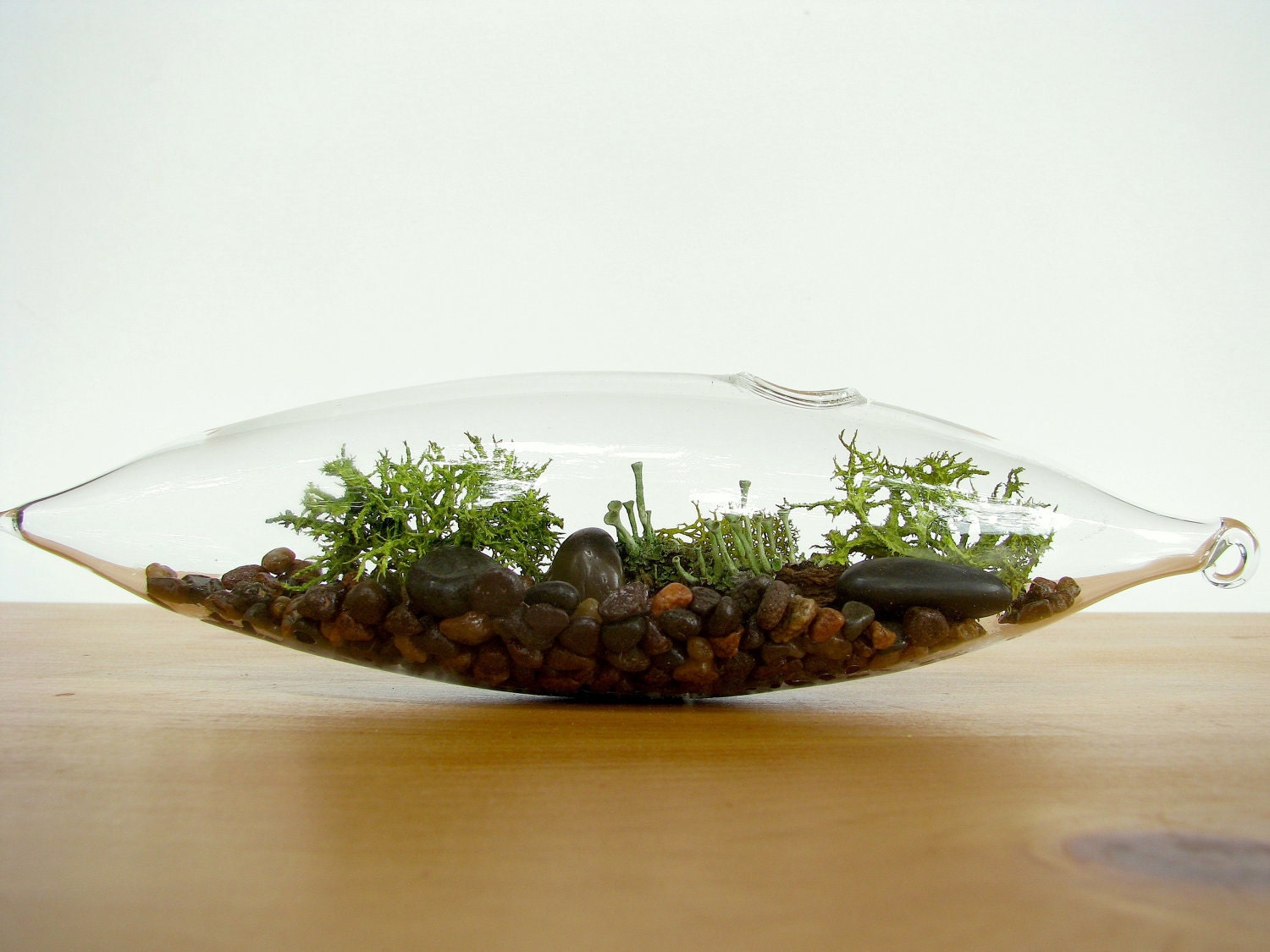 Modern Vessel  Lichen Moss Terrarium
