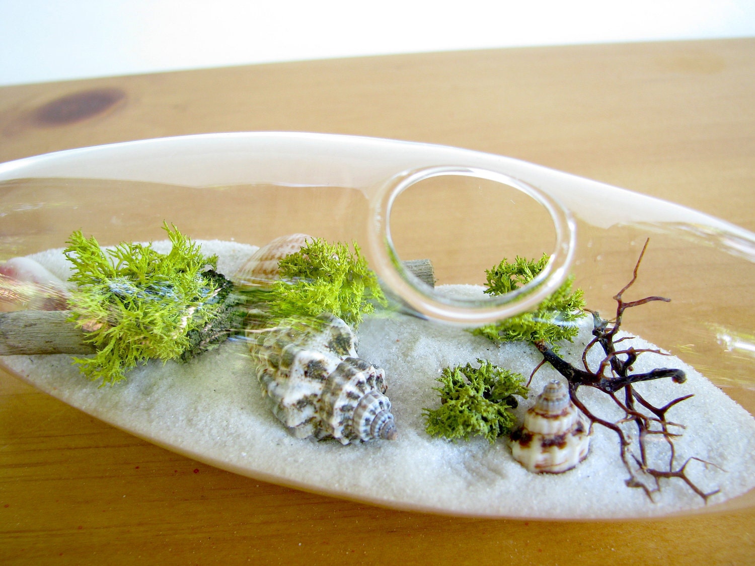 Modern Beach Vessel Lichen Moss Terrarium: white or black sand