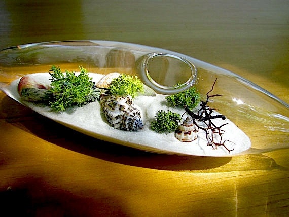 Modern Beach Vessel Lichen Moss Terrarium