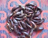 Fern root -  pagan magic spells witch wicca witchcraft