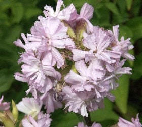 Saponaria Flowers on Soapwort Rosea Plena Saponaria Officinalis By Uniqueseeds1