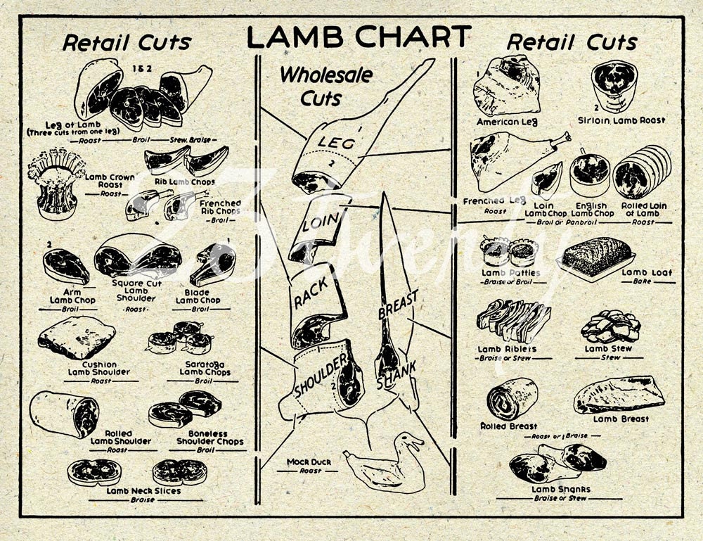 Vintage lamb butcher chart, meat illustration 18x24