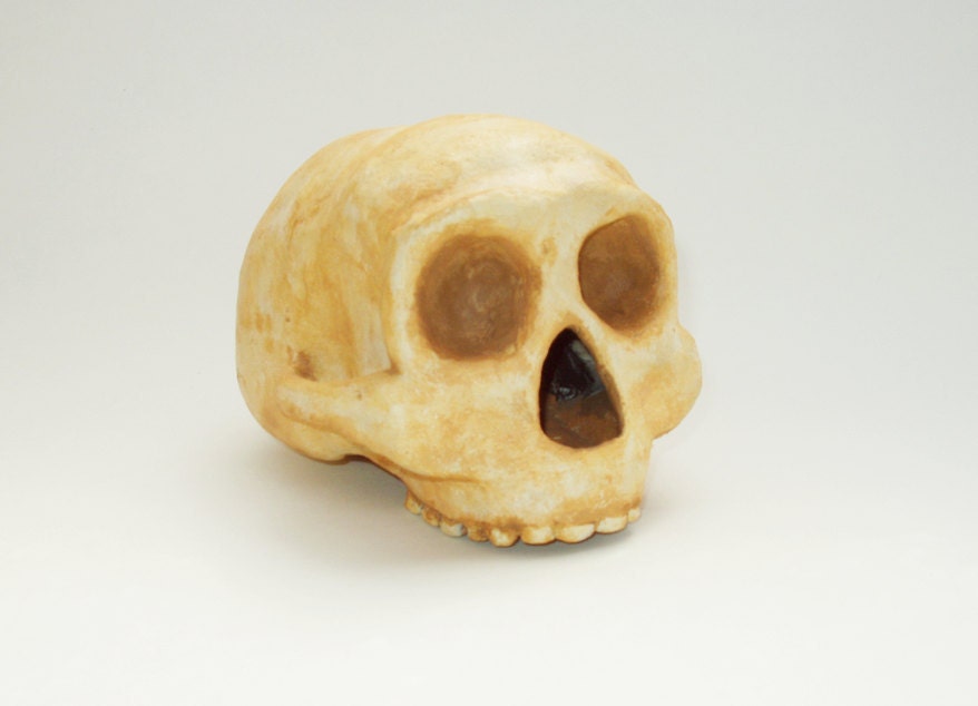 CLEARANCE / Early Human Skull Recreation / Floresiensis
