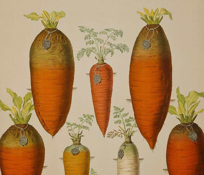 Antique vintage carrot gravure, botanical science print, original
