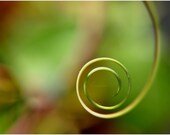 A Fairy tendril. Nature Macro. Beautiful spiral of Passiflora. Fine Art Photogrph. Photo 10x15. Soft Warm Colors. - Newstar27