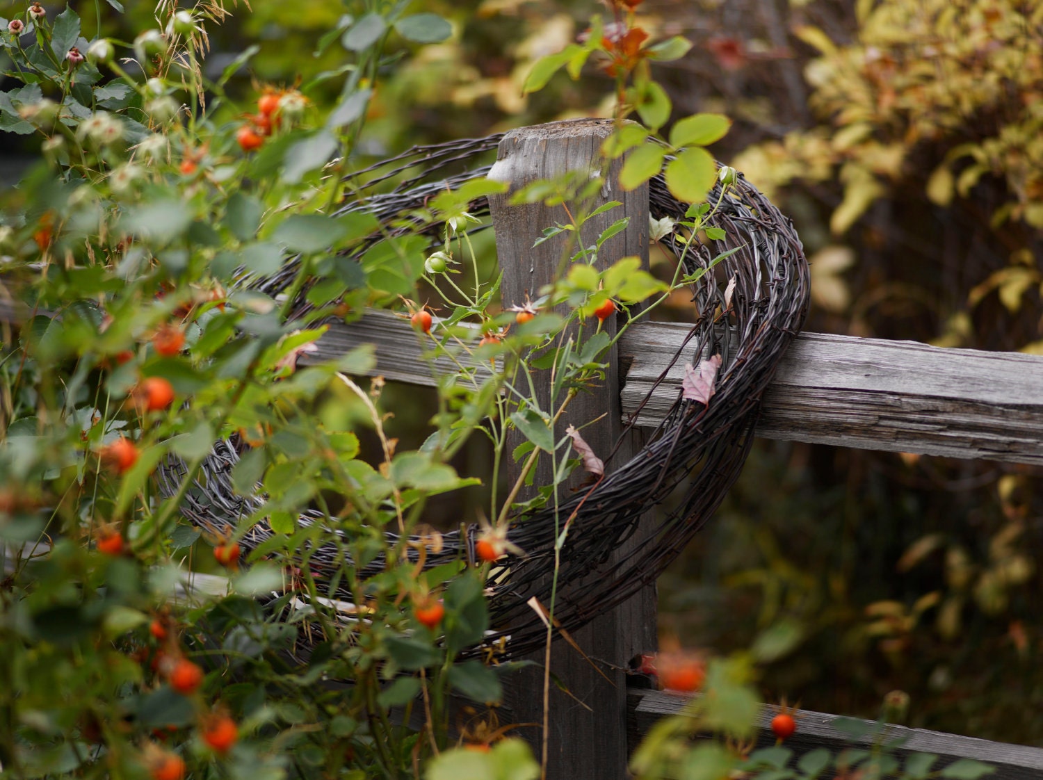 Split Rail