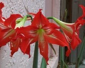 SEEDS Amaryllis Hippeastrum 2013 Season Perennial Flowers Bulbs BRIGHT RED 50 ct Plant Now Indoors