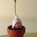 Baby Sprout felt ornament / Set of three