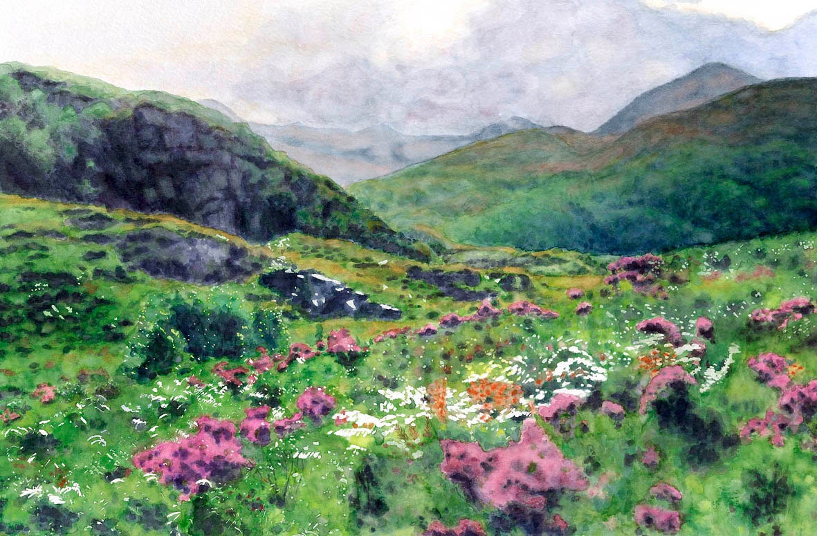 Scotland - Scottish Highlands Heather and  Mountains- Giclée Print