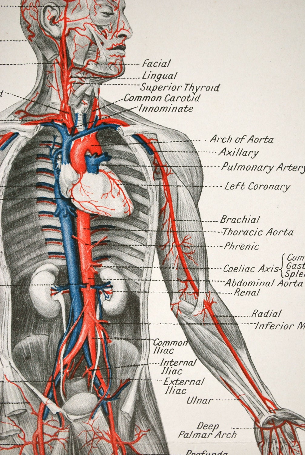Beautiful Anatomy Human Body Illustration by ALPHABETSandINK