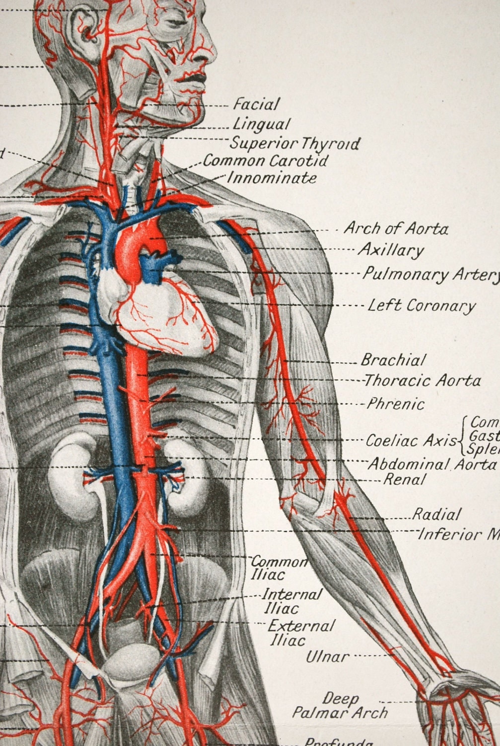 Printiable Mape Of Arteries And Viens Vein And Artery Structure Model