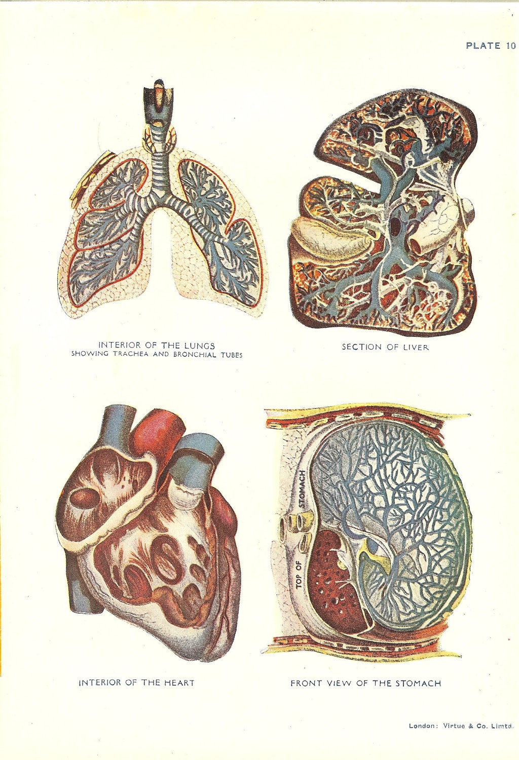 Heart Lungs Stomach