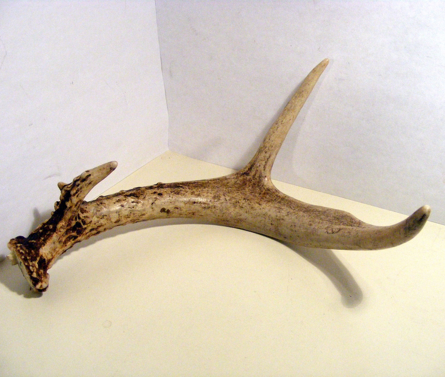 Northern Michigan Deer Antler for Crafts Jewelry by SpookyVintage