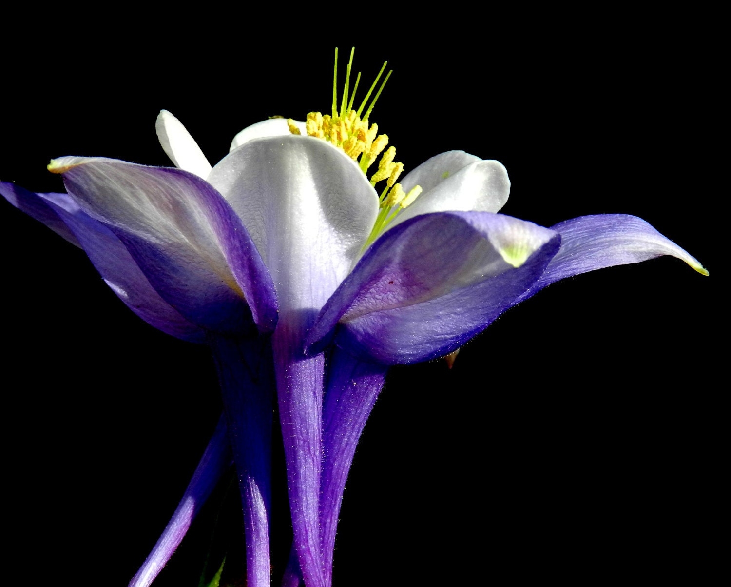 Lavender Columbine / Macro Photography