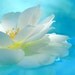 Dreaming Rose / Photography