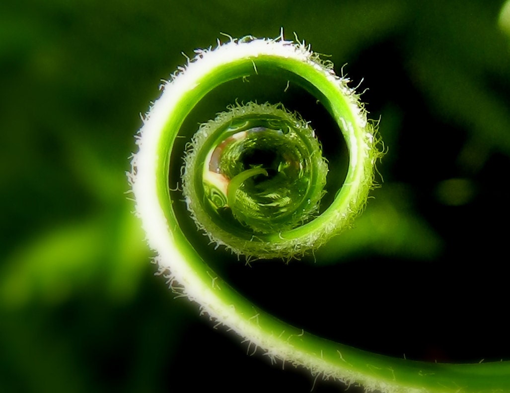 Tiny Curls / Photography Macro