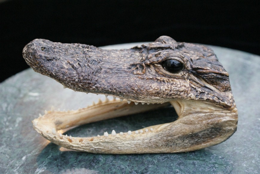 Phil's 6" Petite Alligator Heading to New Zealand