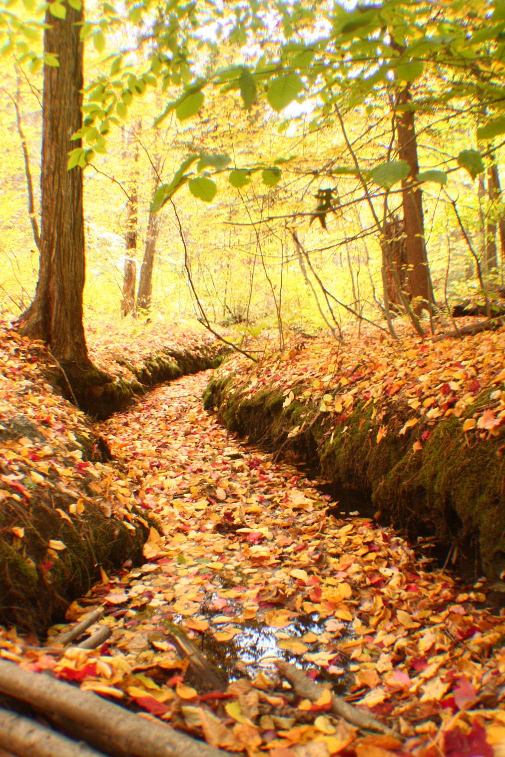 Fall River, Fallen Leaves, Forest 8x10 Print, Photography, New England, Fall, Massachusetts, Orange, Yellow, Walk In The Woods, Home Decor