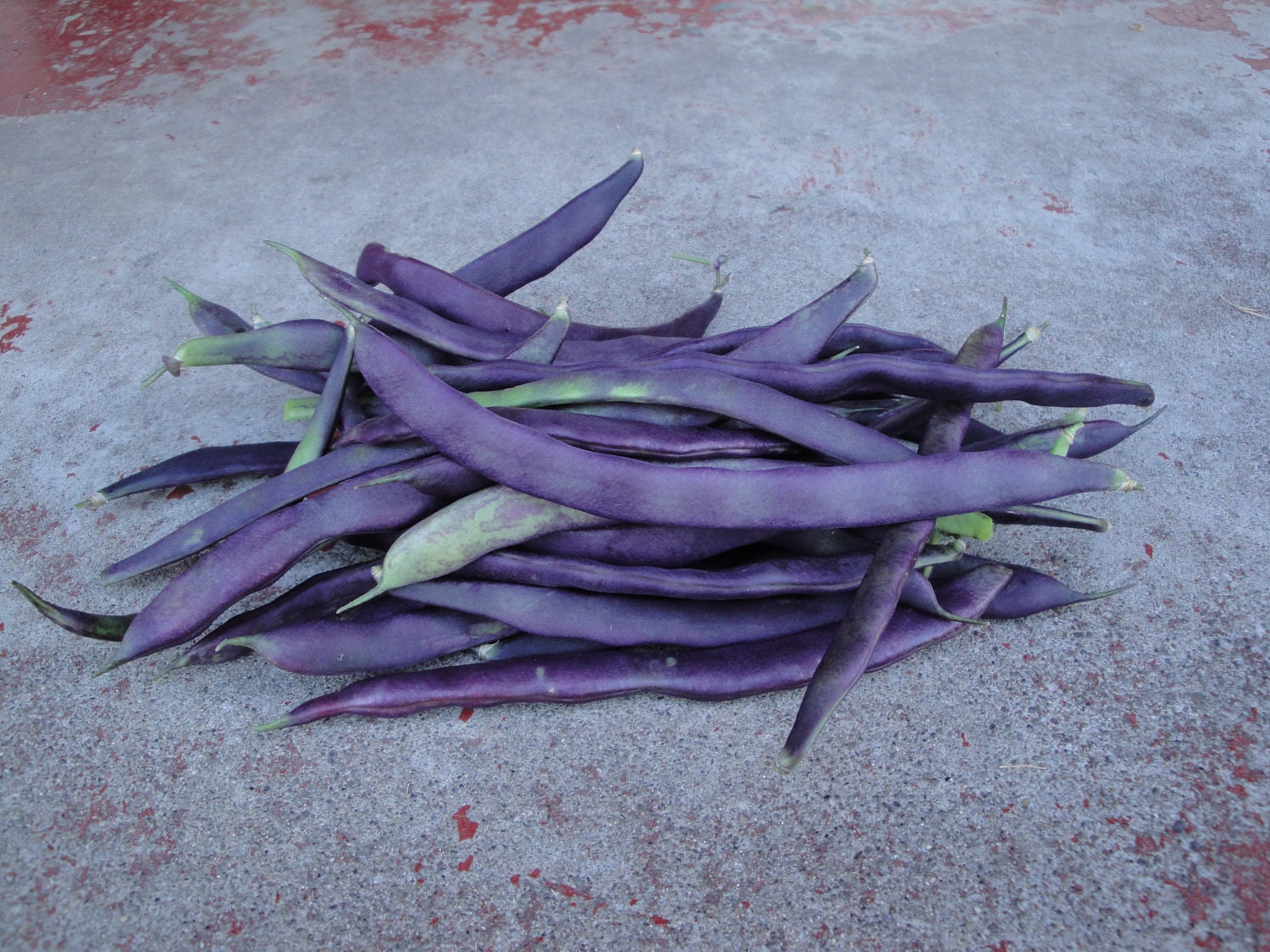 Organic Purple Podded Pole Bean