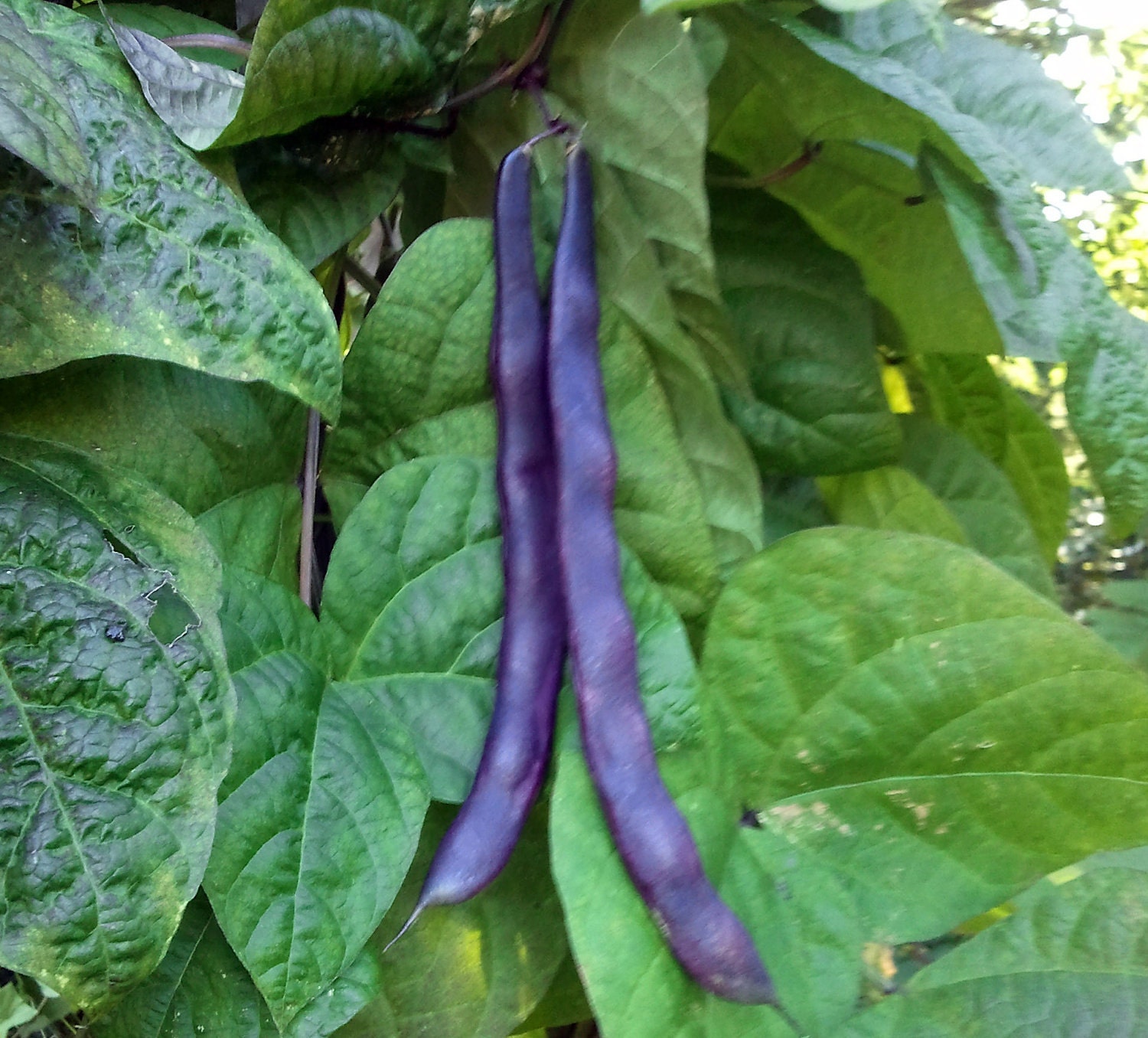 Organic Purple Podded Pole Bean