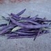 Organic Purple Podded Pole Bean