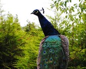 Peacock in an english forest - Fine Art photography print - Nature - Bird Photograpy - Home Decor - Wall Art