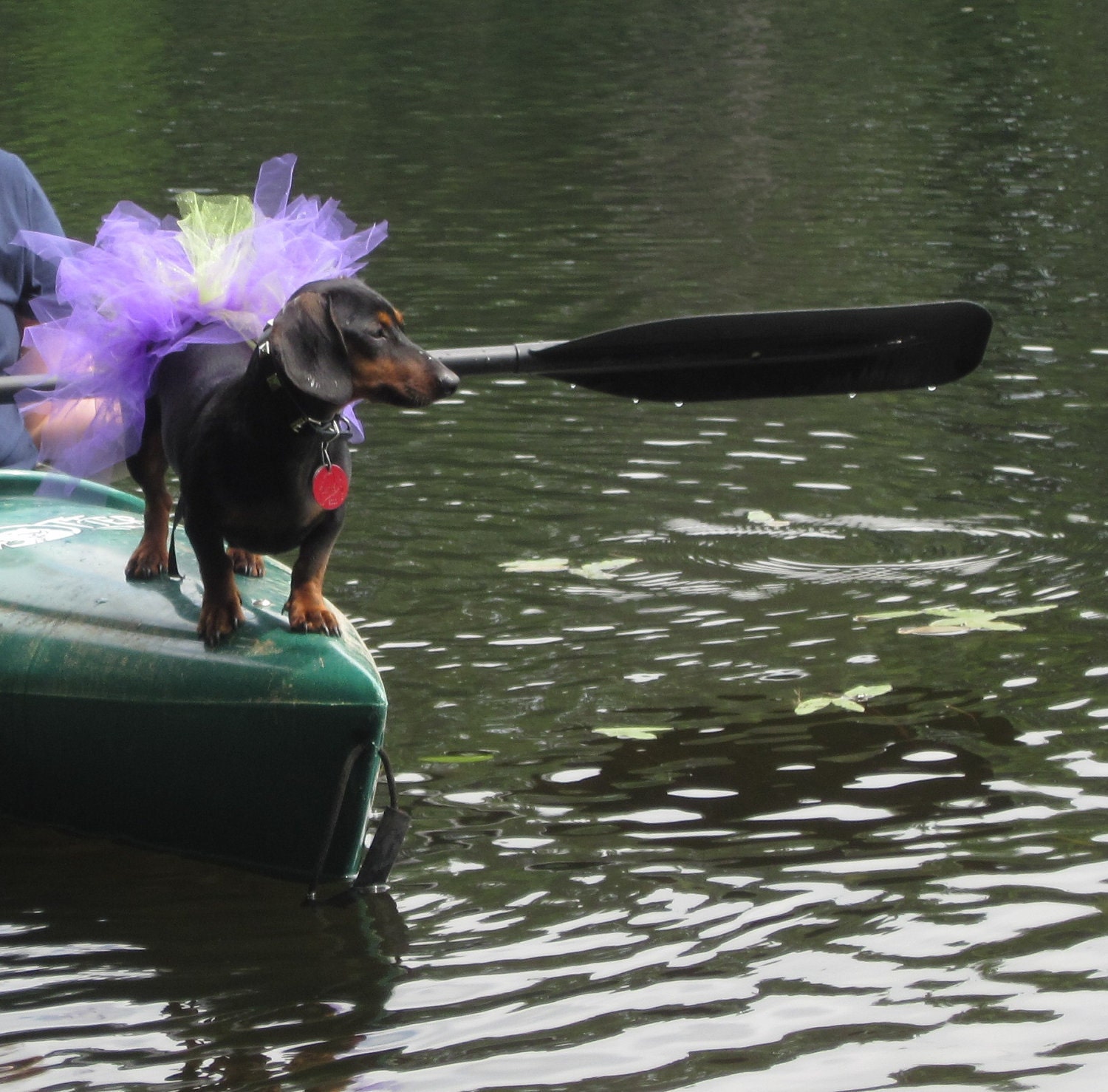 Tutu for the EXTREME Puppy