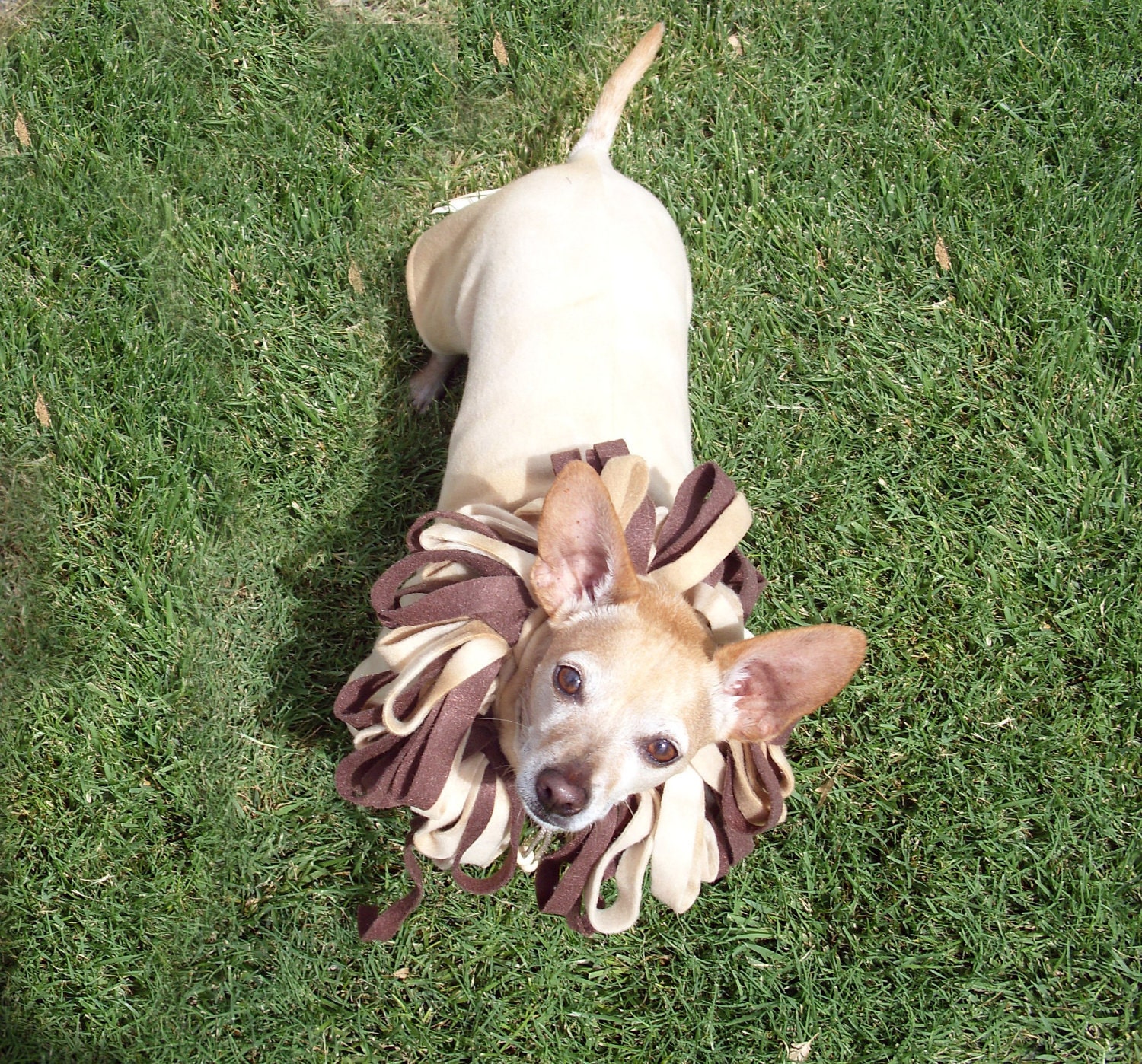 Little Lion Man Dog Costume