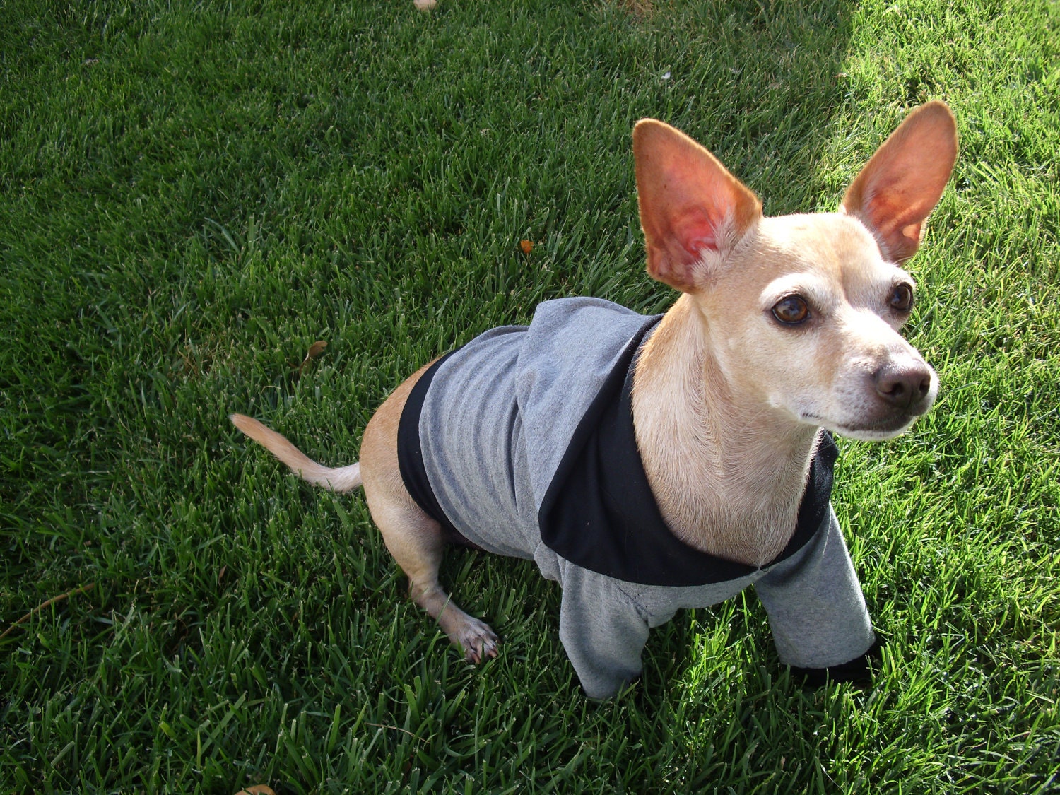 Lucky's faorite Dog Hoodie