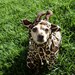 Giraffe Dog Pet Costume ALL SIZES AVAILABLE