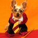 Harry Pawter Dog Costume ALL SIZES AVAILABLE