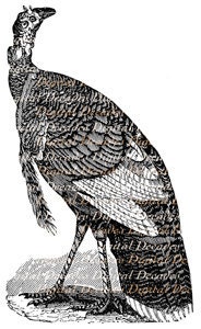Turkey Bird Fowl Woodcut Style - Digital Image - Vintage Illustration - DigitaIDecades