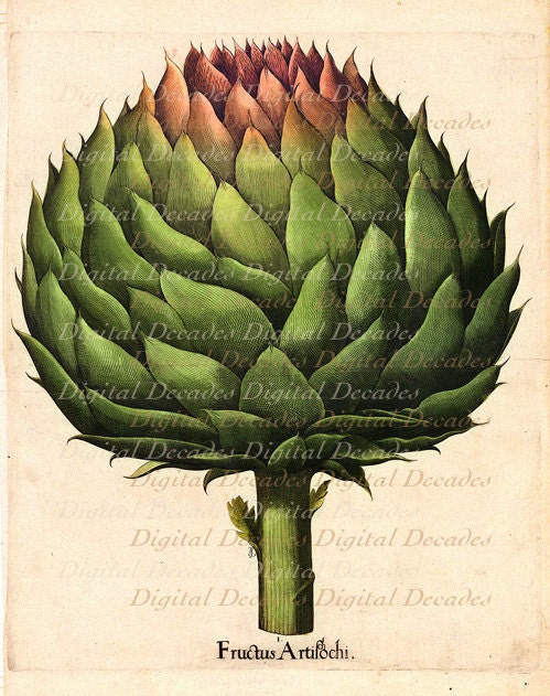 Vintage Illustration - Artichoke Vegetable Kitchen Food - Laser Printed Reproduction