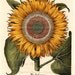 Vintage Illustration - Sunflower Garden Flower - Reproduction Laser Print