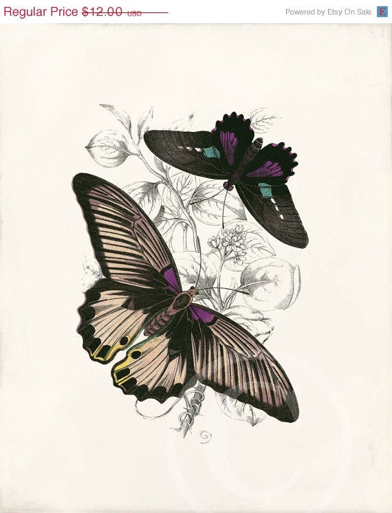 Beautiful Antique Butterfly Print - 8 x 10 - Butterflies b