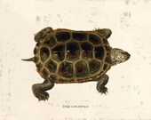 Antique Turtle Art Print - 5 x 7 - Emys Concrentrica
