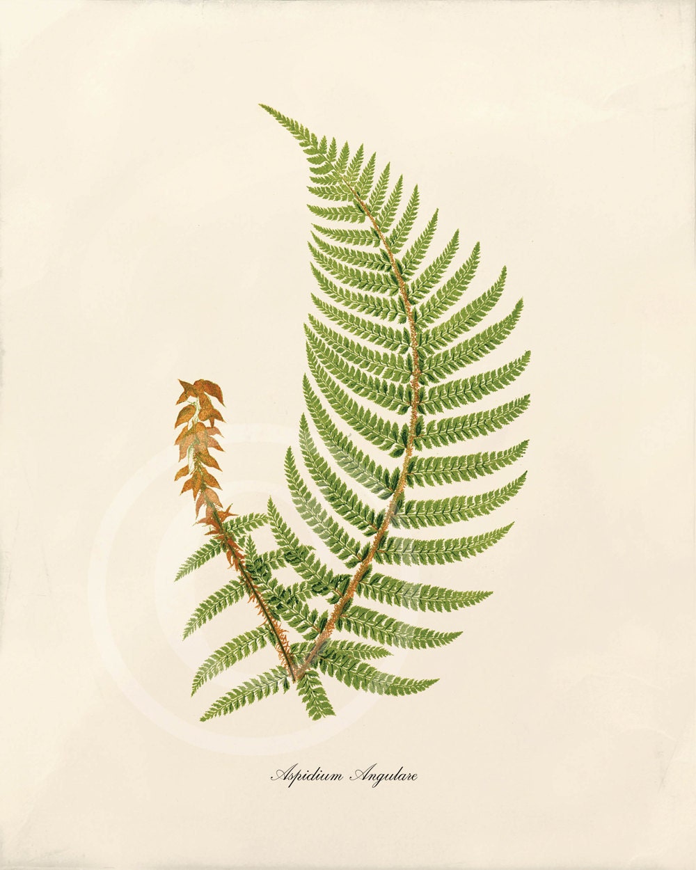 Antique Fern Art Print - 5 x 7 - Aspidium Angulare