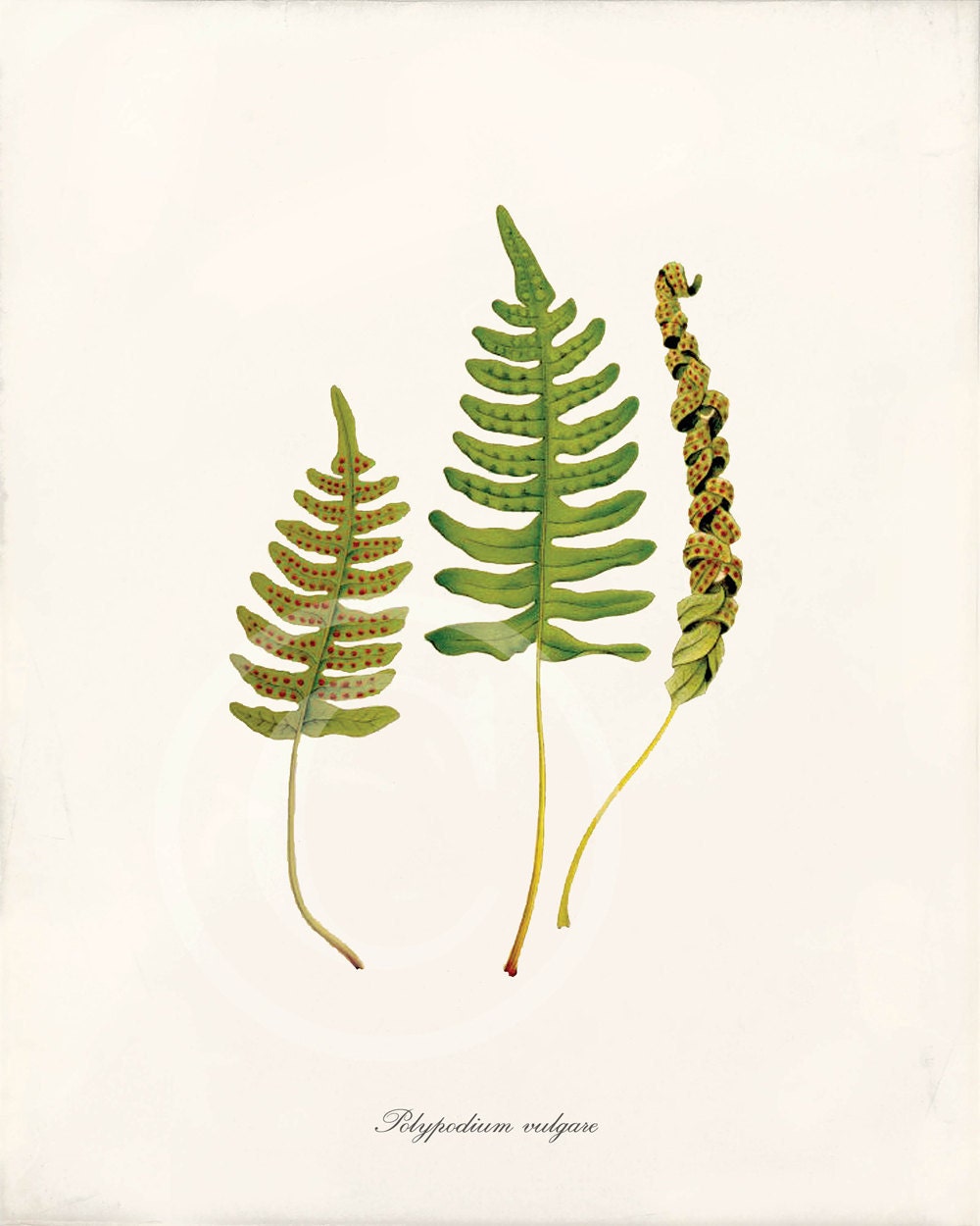 Antique Fern Art Print - 8x10 - Polypodium Vulgare