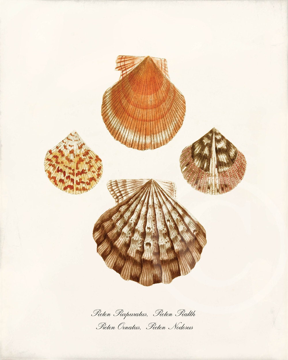 Vintage Shell Print  - 8 x 10 - Natural History - Pecten - 1001treasures