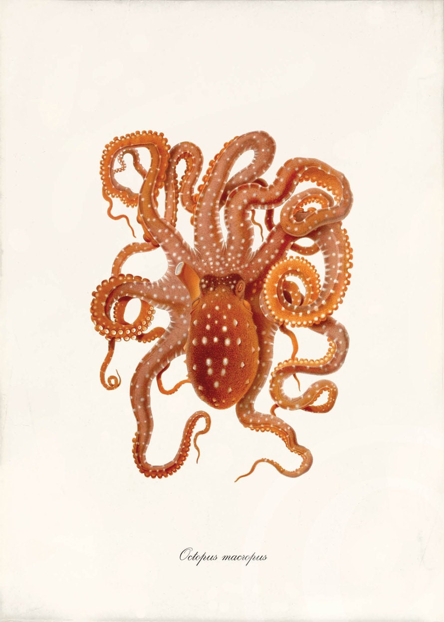 Antique Octopus Art Print - 5 x 7 - Octopus macropus