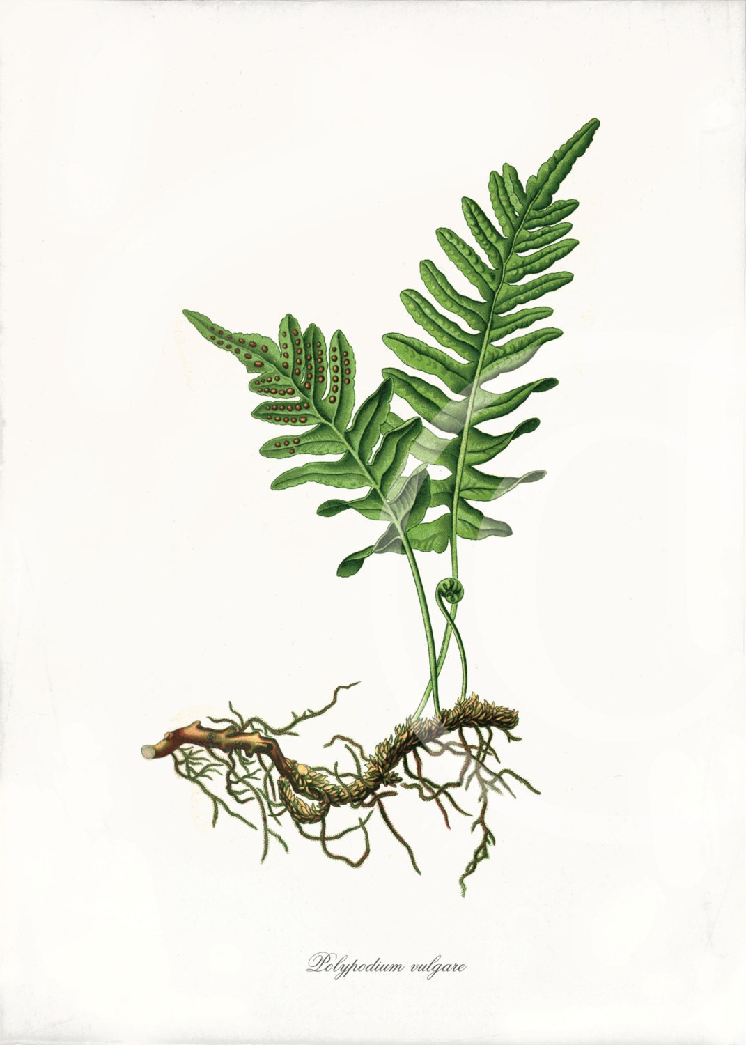 Antique Fern Art Print - 5x7 - Polypodium vulgare
