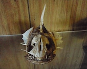 water dragon skull