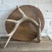 Vintage Deer Antler - Centerpiece- Wall Hanging - Craft Project - Nature - Rustic