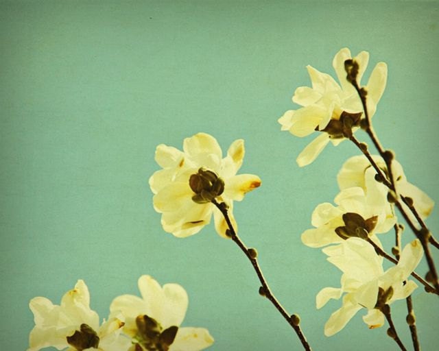 flower photography, print set, art, turquoise, white, aqua, mothers day - April Morning, three 16x20 photos SALE