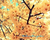 8x10 Photography Print-Early Spring