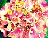 8x10 Photography Print-Pink Hydrangea