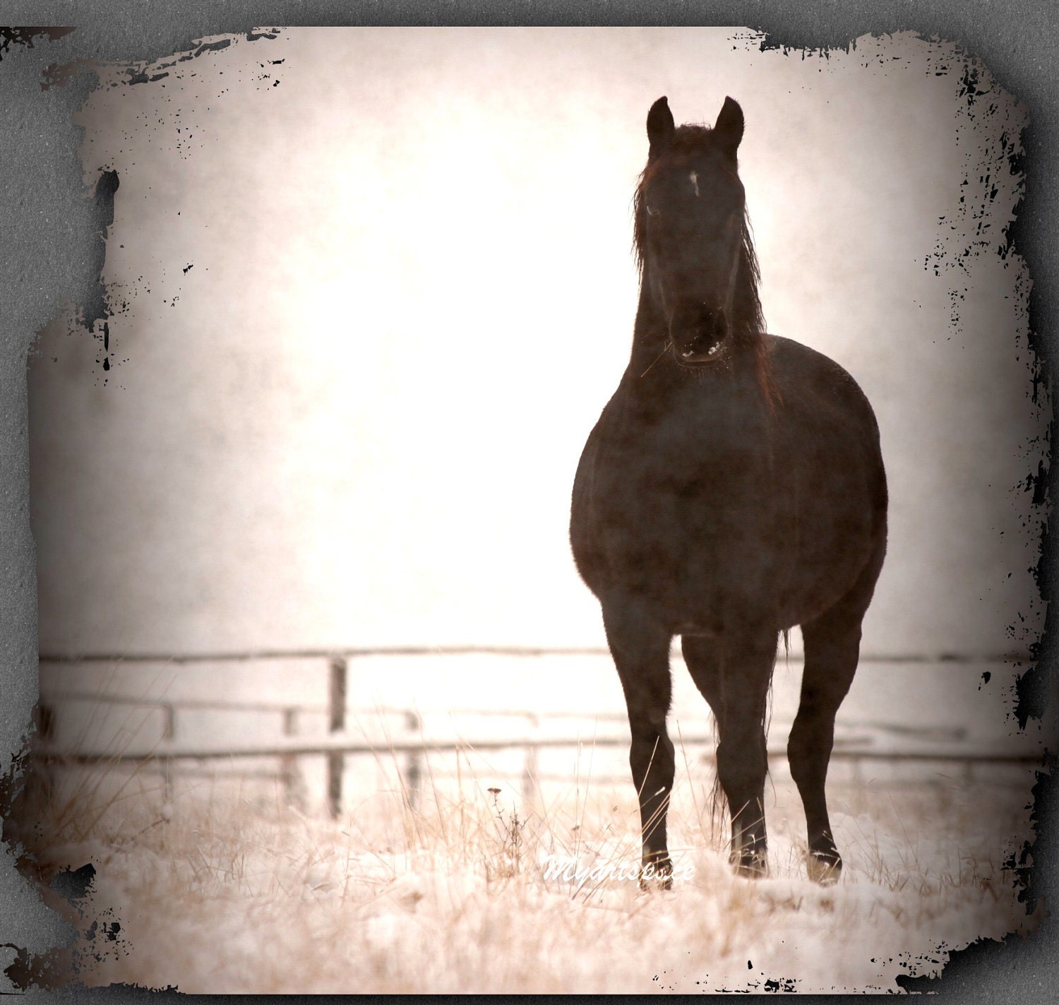 Black horse fine art photography, winter distressed landscape, misty black beauty front view, dramatic landscape, 8 x 8" - Myartspace